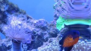 Adam Reef Tank - 300L Sumpless Saltwater Aquarium