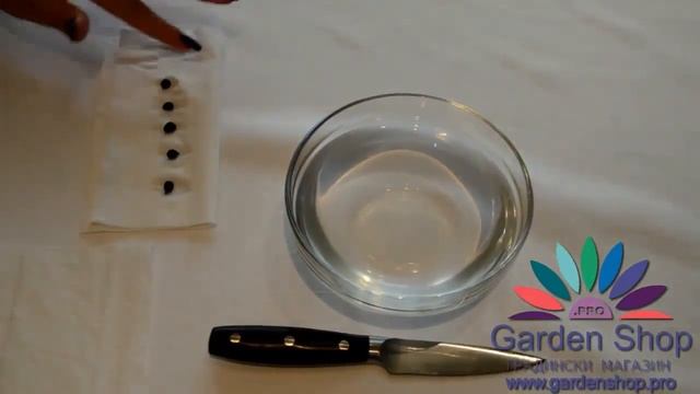 Cómo sembrar strelitzia reginae de la semilla смотреть онлайн