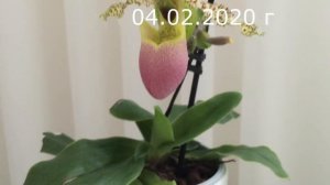 Вечно цветущая орхидея Паф Пиноккио... Мой уход... Сколько держится Башмачок?)))