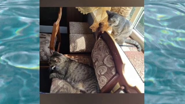 💖😻АЛИСАМОМЕНТЫ😻💖Новый фотоколаж от Гугл Фото 💖 смотреть онлайн