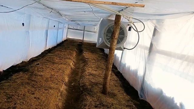 Выгонка тюльпанов к 8 марта и 14 февраля затапливаем теплицу обучение Tulip Distillation2021 смотреть онлайн