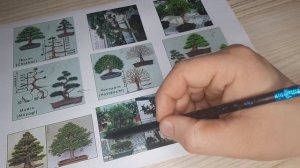 🌲Бонсай. Базовые стили!!! С каких лучше начинать новичкам??!🤔🤔🤔