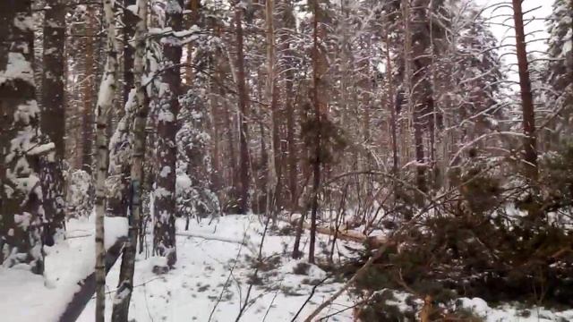 100 кубических метров древесины.... смотреть онлайн