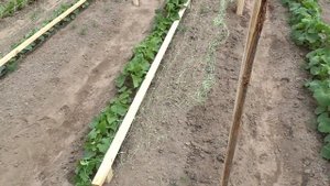 шпалеры для огурцов