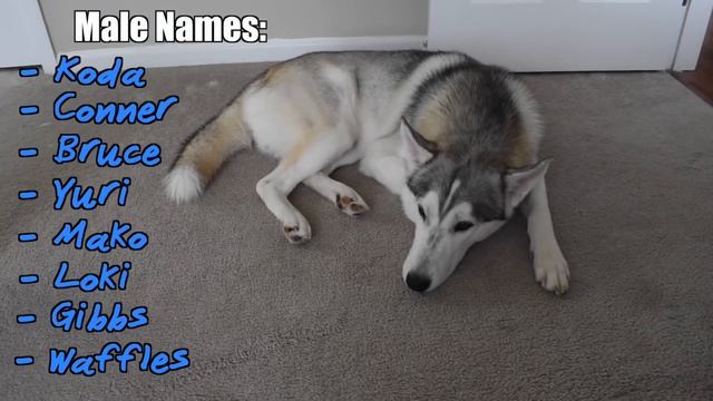 The Top 20 BEST Names For Huskies! смотреть онлайн