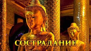 Сострадание. Наивысший расцвет любви аудиокнига