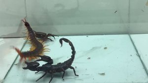 Scorpion vs Crab vs Centipede -  Insect Club