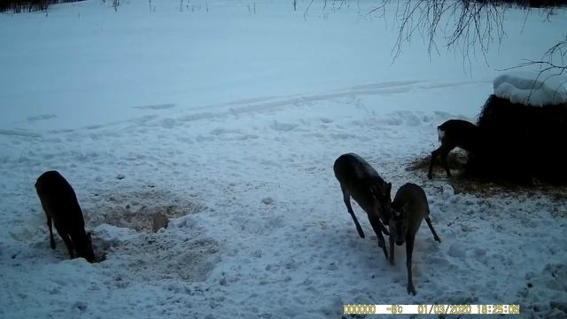 Зимняя подкормка Косули смотреть онлайн