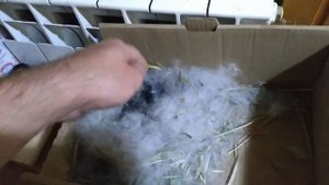 Крольчиха бросила суточных крольчата, что делать!!!!