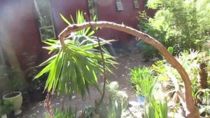 Growing Yucca elephantipes in Canada