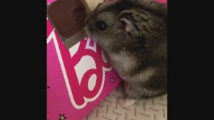Хомяк ест шоколад. Funny hamster eats chocolate