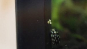 ТЕОДОКСУС. превосходный борец с водорослями. санитар аквариума