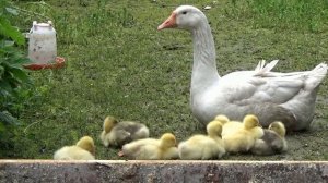 Красивые маленькие гусята.