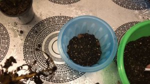 Обработка и Пересадка Кордилины Киви  и Фикуса Эластика Тинеке ?