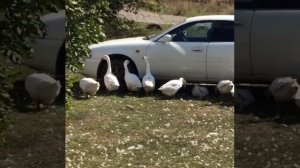 Тех осмотр!