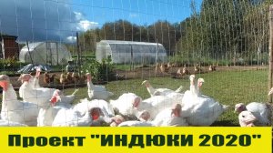 САМОЕ ТРУДНОЕ ВРЕМЯ В РАЗВЕДЕНИЕ ИНДЮКОВ
