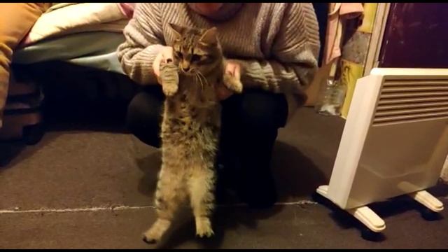 Танцы с котом