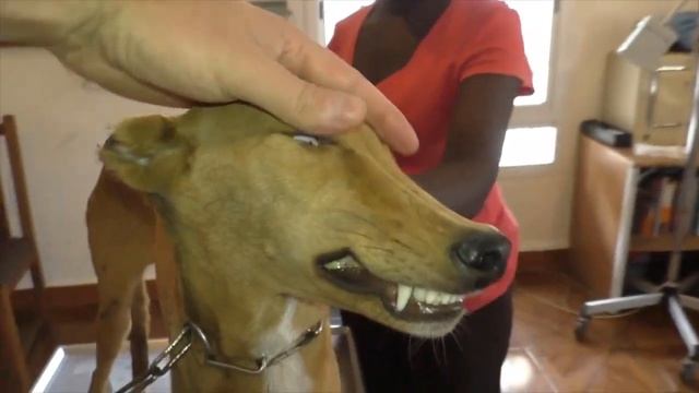 60000 MAGGOTS! Poor Dog Fights Giant Maggots | Animal Rescue 2022