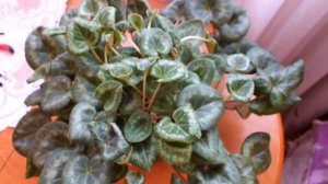 ЦИКЛАМЕН ( CYCLAMEN) УХОД ЗА ЦИКЛАМЕНОМ