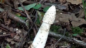 Грибы Веселки. Ведьмино яйцо.  Как растут в лесу.