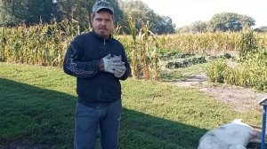 Грыжа у свиней?! Грыжовик не растет! Откорм свиней. Свиноводство. Украина.