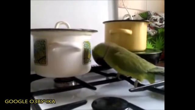 ПОПУГАЙ ПРОТИВ КАСТРЮЛИ смешная google озвучка ivona