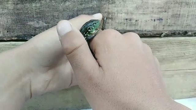 Как отличить прыткую ящерицу от живородящей смотреть онлайн