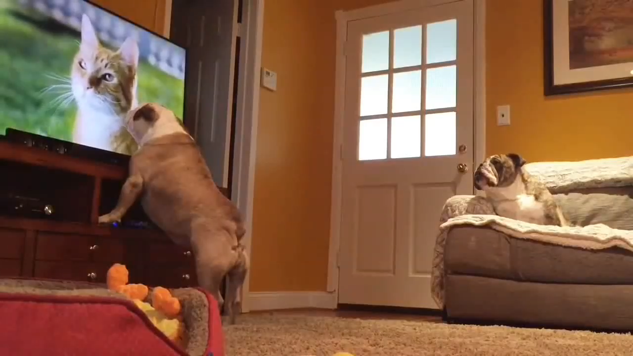 Собака и телевизор. Собака смотрит телевизор. Английский бульдог телевизор. Бульдог смотрит телевизор.
