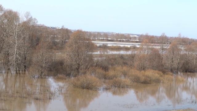 Лебеди и утки в Дюртюлинском районе смотреть онлайн