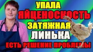 Как помочь курам при затяжной линьке. Почему упала яйценоскость.