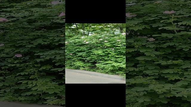 Куст шиповника возле Никулинского суда.