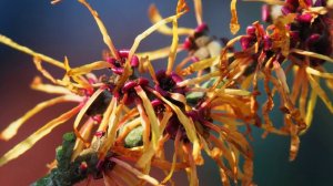 Гамамелис -  Кустарники, цветущие желтым цветом