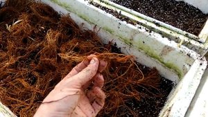 Маточный корень малины. Проращивание корня. Закладка корня на проращивание. Маточний корінь малини