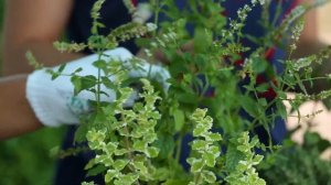 ДАЧНИКИ: ВЫРАЩИВАНИЕ ЧАЯ ДОМА