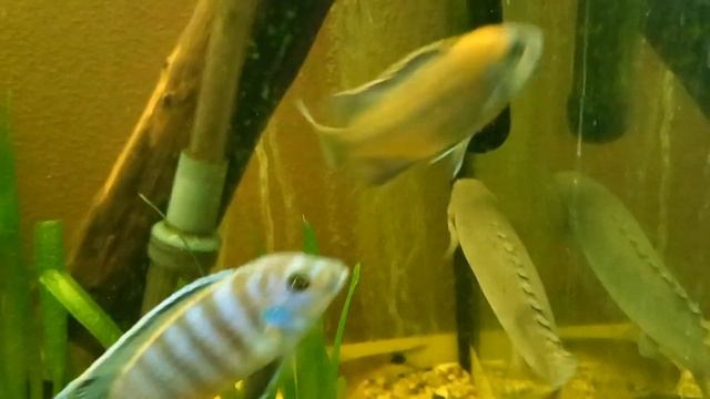 мой аквариум 300л, изменения за год. смотреть онлайн