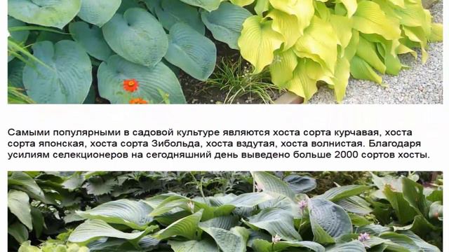 Хоста или другое ее название функия считается королевой тенистого сада смотреть онлайн