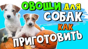 Как приготовить ОВОЩИ ДЛЯ СОБАК - рецепт овощной запеканки ????