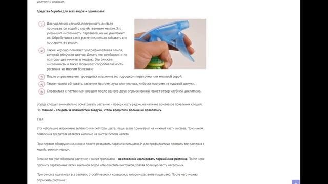 Почему аспарагус желтеет и осыпается, и что делать для спасения комнатного цветка?