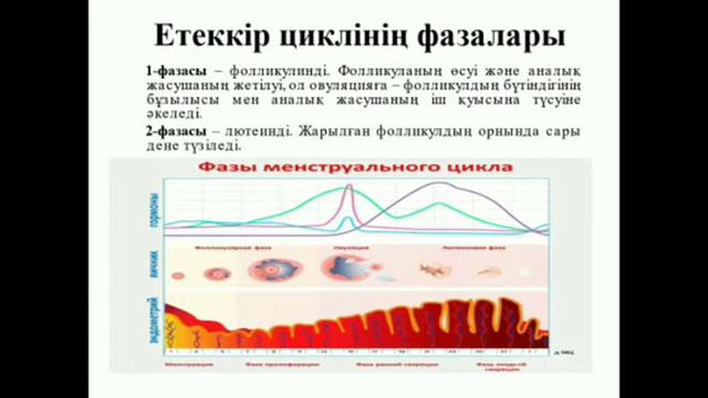 Әйелдердің әр жастағы анатомо- физиологиялық ерекшеліктері.