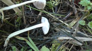 Агроцибе дура - Полёвка твёрдая съедобна, но невысокого качества