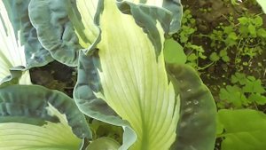 Хоста Golden Meadows