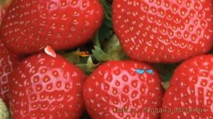Земляника садовая Джайв (fragaria ananassa) ? Джайв обзор: как сажать, рассада земляники Джайв
