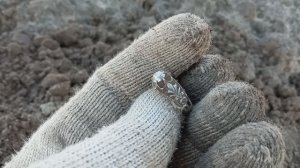 Советский хутор...распашка,монеты и шикарное кольцо