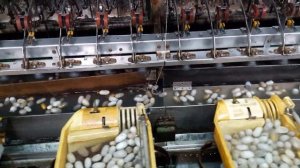 Производство шелка. Далат, Вьетнам