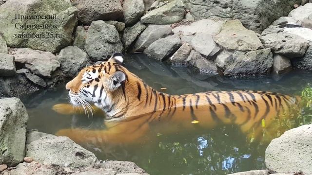 КУПАНИЕ ТИГРИЦЫ УССУРИ смотреть онлайн