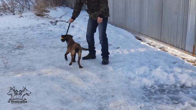 Plamya iz Marialgrada, 3 month. Первая игра с мячом смотреть онлайн