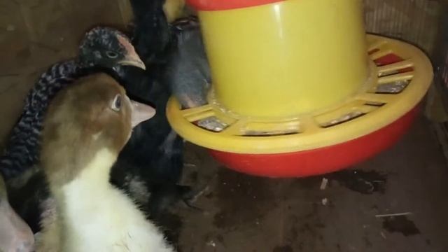 Павловские цыплята в квартире. смотреть онлайн