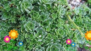 Камнеломка метельчатая. Краткий обзор, описание характеристик, где купить саженцы