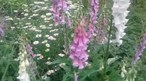 Интересный цветок наперстянка.