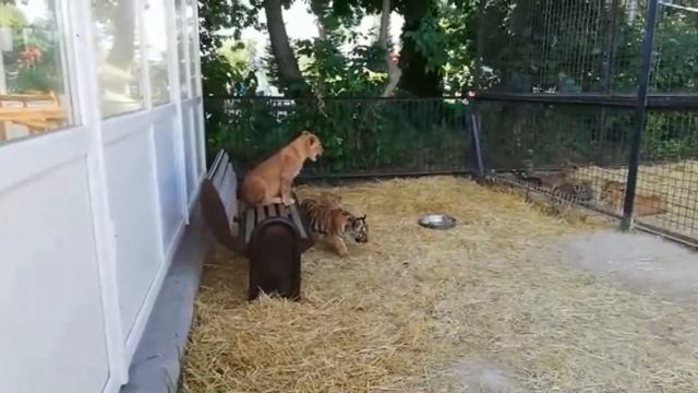 КТО СИЛЬНЕЕ? ЛЕВ vs ТИГР.Парк Львов Тайган смотреть онлайн